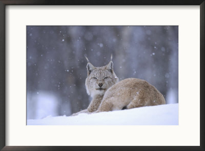 European Lynx, Female Resting In Falling Snow, Norway by Mark Hamblin Pricing Limited Edition Print image