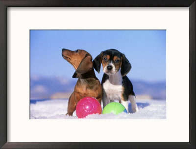 Beagle & Dachshund Puppy, Pair Playing With Balls by Alan And Sandy Carey Pricing Limited Edition Print image