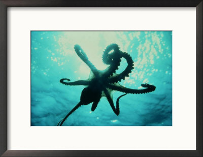 Octopus Parachuting Down On Top Of Its Prey by Jeff Rotman Pricing Limited Edition Print image