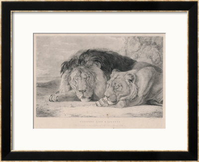 Sleeping Lion And Lioness by F. Lewis Pricing Limited Edition Print image