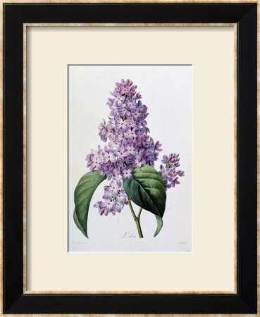 Lilac Bush by Pierre-Joseph Redouté Pricing Limited Edition Print image