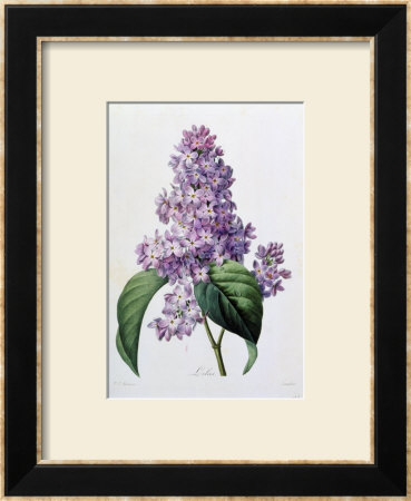 Lilac Bush by Pierre-Joseph Redoute Pricing Limited Edition Print image