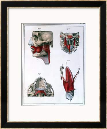 Anatomy Of The Throat And Jaw, From Manuel D'anatomie Descriptive Du Corps Humain by Feillet Pricing Limited Edition Print image