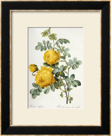 Rosa Sulfurea by Pierre-Joseph Redouté Pricing Limited Edition Print image