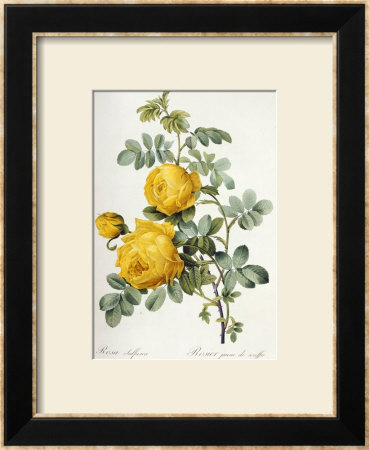 Rosa Sulfurea by Pierre-Joseph Redoute Pricing Limited Edition Print image