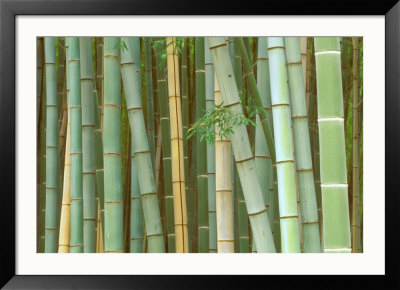 Bamboo Forest, Kyoto, Japan by Rob Tilley Pricing Limited Edition Print image