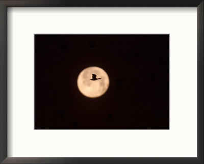Snow Goose And Full Moon, Bosque Del Apache, New Mexico, Usa by Charles Sleicher Pricing Limited Edition Print image