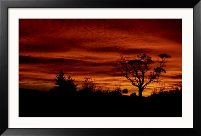 Australian Sunset by Robert Ginn Pricing Limited Edition Print image