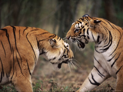 Subadult Tigers Fighting And Snarling, Ranthambhore National Park, Rajasthan India by Anup Shah Pricing Limited Edition Print image