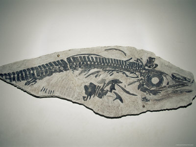 Fossil Ichthyosaur, Argentina by Doug Perrine Pricing Limited Edition Print image