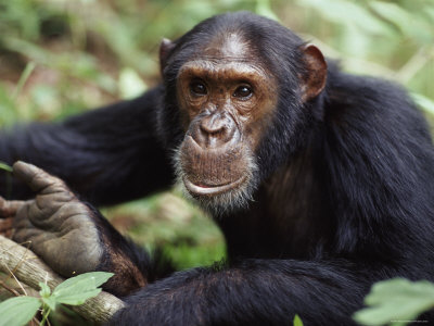 Male Chimpanzee Portrait, Gombe National Park Tanzania by Anup Shah Pricing Limited Edition Print image