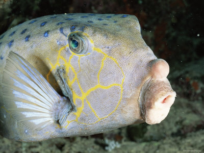Cube Trunkfish / Yellow Boxfish, Layang Layang Atoll, Malaysia by Doug Perrine Pricing Limited Edition Print image