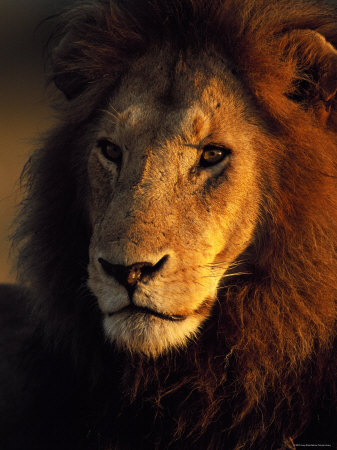 Male Lion Head Portrait, Kenya, East Africa by Anup Shah Pricing Limited Edition Print image