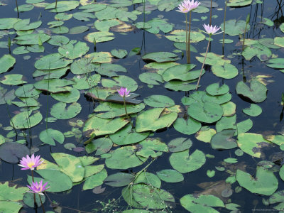 Waterlilies Flowering In Southern Tamaulipas Wetlands, Mexico by Patricio Robles Gil Pricing Limited Edition Print image