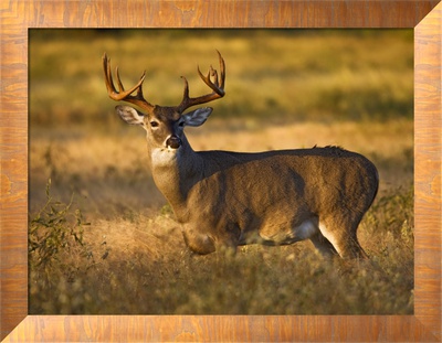 White-Tailed Deer In Autumn, South Texas, Usa by Larry Ditto Pricing Limited Edition Print image