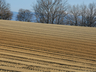 Diagonal Lines Of A Plowed Field, Winter Trees And Hills In Back, France by Stephen Sharnoff Pricing Limited Edition Print image