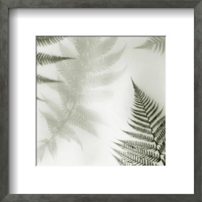 Ferns Ii by Alan Blaustein Pricing Limited Edition Print image