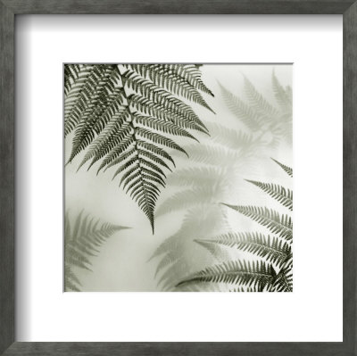Ferns I by Alan Blaustein Pricing Limited Edition Print image