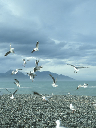 Kaikoura, South Island, New Zealand by Jacob Halaska Pricing Limited Edition Print image