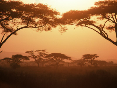 Acacia Trees, Kenya by Ron Johnson Pricing Limited Edition Print image