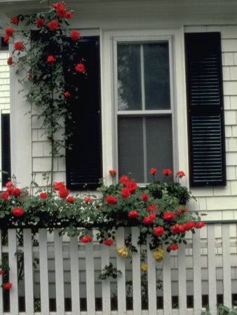 White Picket Fence, Martha's Vineyard, Ma by Maryann & Bryan Hemphill Pricing Limited Edition Print image