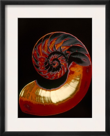 Nautilus by Eduard Ritter Von Engerth Pricing Limited Edition Print image