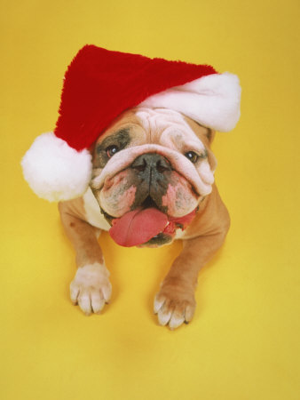 English Bulldog With Santa Hat by David Burch Pricing Limited Edition Print image
