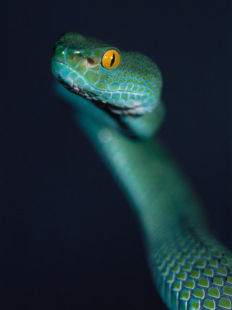 A Pope's Pitviper (Trimeresurus Popeorum) by Gary Mcvicker Pricing Limited Edition Print image