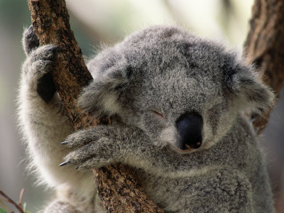 Koala Snoozing, Australia by Inga Spence Pricing Limited Edition Print image