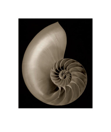 Nautilus Ii by Bruce Rae Pricing Limited Edition Print image