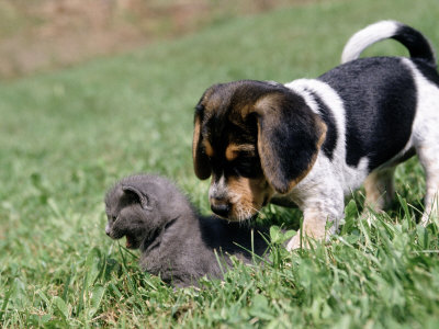 7-Week-Old Kitten And 8-Week-Old Puppy by Frank Siteman Pricing Limited Edition Print image