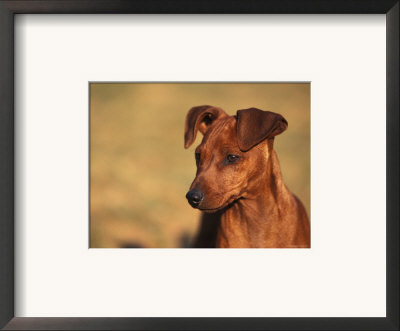 Miniature Pinscher Portrait by Adriano Bacchella Pricing Limited Edition Print image