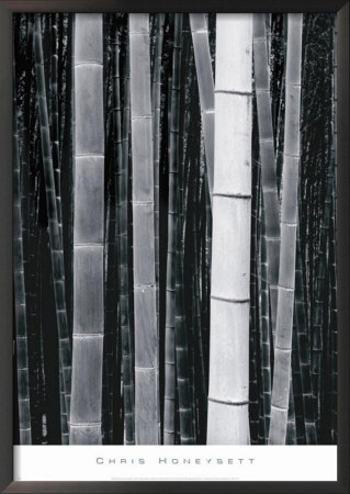 Bamboo No. 4, Kyoto by Chris Honeysett Pricing Limited Edition Print image