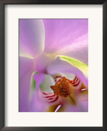 Backlit Phalaeonopsis Orchid, Alpharetta, Georgia, Usa by Charles R. Needle Pricing Limited Edition Print image