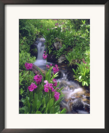Wildflowers Along Flowing Stream In An Alpine Meadow, Rocky Mountains, Colorado, Usa by Christopher Talbot Frank Pricing Limited Edition Print image