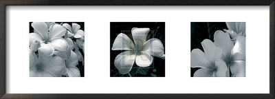 Frangipani by Tony Koukos Pricing Limited Edition Print image