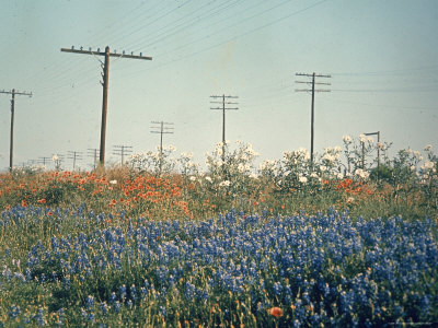 The State Flower Of Texas, A Field Of Bluebonnets Bloom Near Laredo by Ralph Crane Pricing Limited Edition Print image