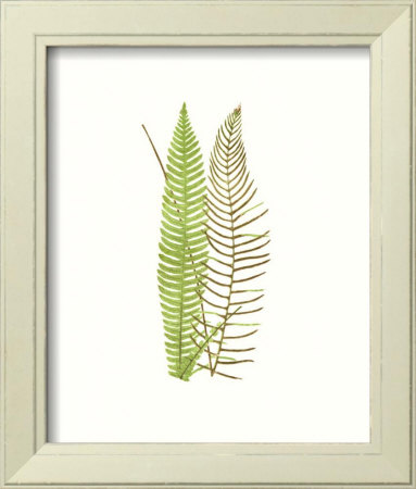 Woodland Ferns V by Edward Lowe Pricing Limited Edition Print image