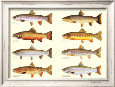 Classic Trout by Joseph Tomelleri Pricing Limited Edition Print image