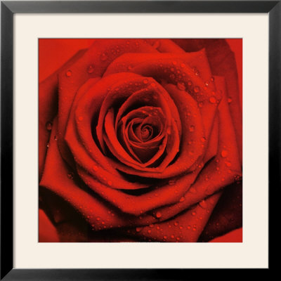 Romatic Blooming Red Rose by Anna Scott Pricing Limited Edition Print image