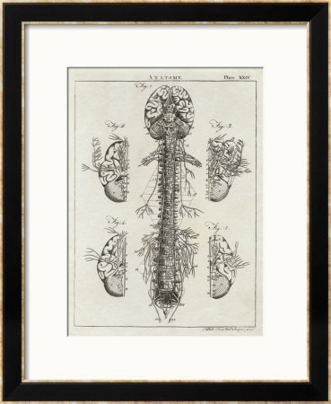Brain And Spinal Column by A. Bell Pricing Limited Edition Print image