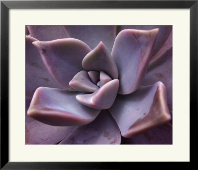 Succulent by Jill L. Sullivan Pricing Limited Edition Print image