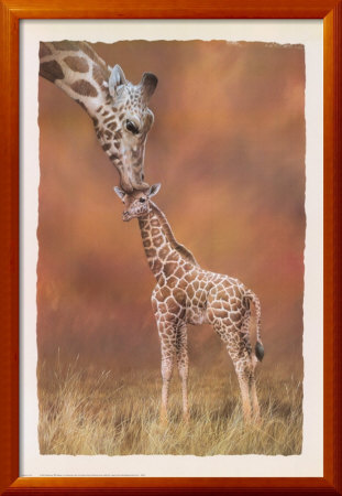Giraffe Kiss by Simon Mendez Pricing Limited Edition Print image