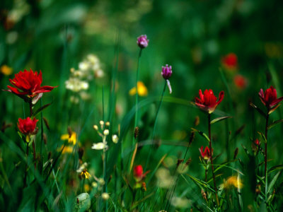Wildflower Detail, Glacier National Park, Montana, Usa by Gareth Mccormack Pricing Limited Edition Print image