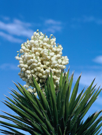 The Joshua Tree In Bloom, California, Usa by Lee Foster Pricing Limited Edition Print image