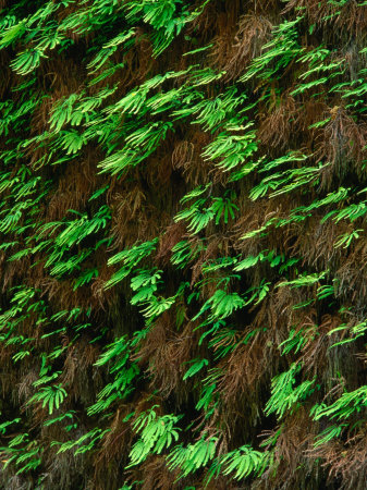 Fern Canyon, Redwood National Park, California, Usa by Greg Gawlowski Pricing Limited Edition Print image