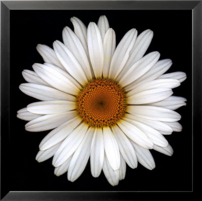 Shasta Daisy by Harold Feinstein Pricing Limited Edition Print image