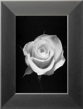 Rose I by Mark Baker Pricing Limited Edition Print image