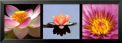 Lotus Et Nenuphar by Laurent Pinsard Pricing Limited Edition Print image