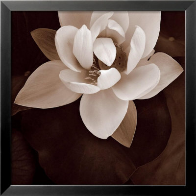 Amazon Lotus by Rebecca Swanson Pricing Limited Edition Print image